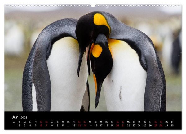 Produktbild: Pinguine - sympathische Fracktr&auml;ger im eisigen S&uuml;den (Wandkalender 2026 DIN A2 quer), CALVENDO Monatskalender