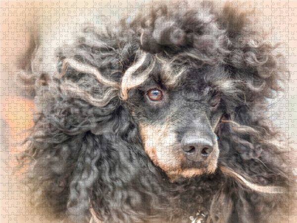 Produktbild: CALVENDO Puzzle Pudel vom Winde verweht | 1000 Teile Lege-Gr&ouml;&szlig;e 64x48cm Foto-Puzzle f&uuml;r gl&uuml;ckliche Stunden