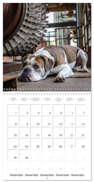 Produktbild: City dogs in the landscape park (Wall Calendar 2027 12 &times; 12 Inch) CALVENDO 12 Month Wall Calendar