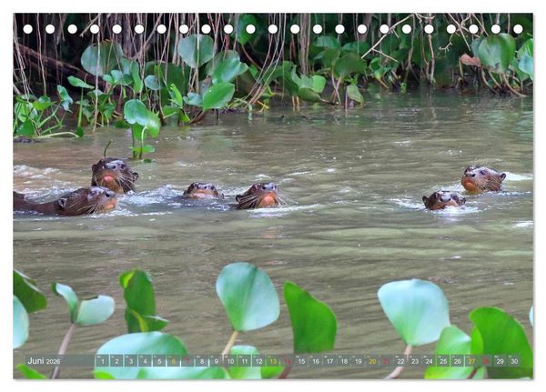 Produktbild: Riesenotter - Flussw&ouml;lfe im Pantanal (Tischkalender 2026 DIN A5 quer), CALVENDO Monatskalender