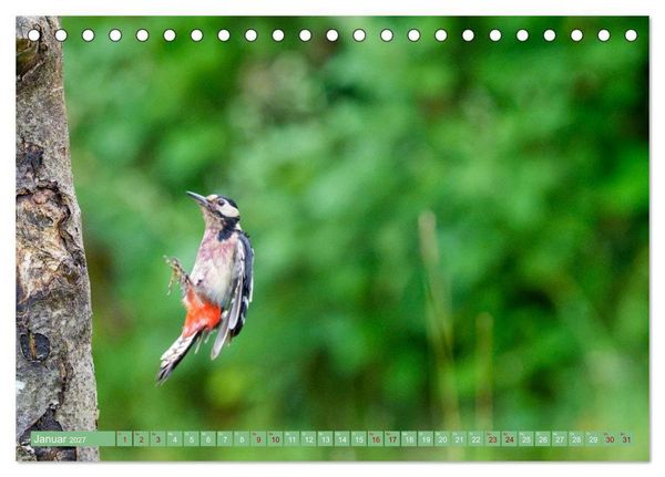 Produktbild: Buntspechte im Flug (Tischkalender 2027 DIN A5 quer), CALVENDO Monatskalender