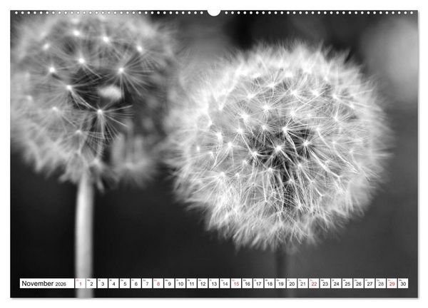 Produktbild: Pusteblumenzauber in schwarzwei&szlig; (Wandkalender 2026 DIN A2 quer), CALVENDO Monatskalender