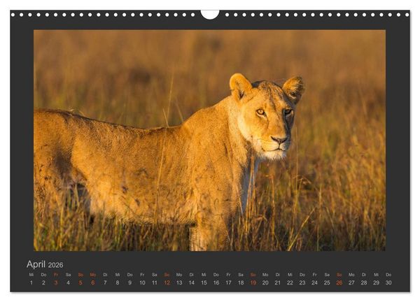 Produktbild: L&ouml;wen Wildlife-Fotografien (Wandkalender 2026 DIN A3 quer), CALVENDO Monatskalender