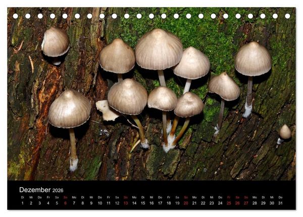 Produktbild: Pilze, Pilze (Tischkalender 2026 DIN A5 quer), CALVENDO Monatskalender