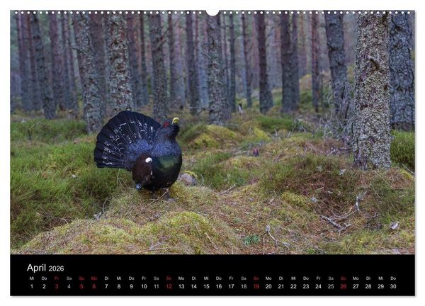 Produktbild: V&ouml;gel & Landschaften (Wandkalender 2026 DIN A2 quer), CALVENDO Monatskalender