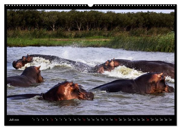 Produktbild: S&Uuml;DAFRIKA Augenblicke (Wandkalender 2026 DIN A2 quer), CALVENDO Monatskalender