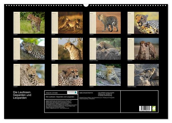 Produktbild: Die Lautlosen. Geparden und Leoparden (Wandkalender 2026 DIN A2 quer), CALVENDO Monatskalender