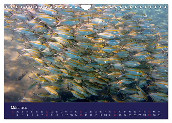 Produktbild: Wunderwelt Korallenriffe (Wandkalender 2026 DIN A4 quer), CALVENDO Monatskalender