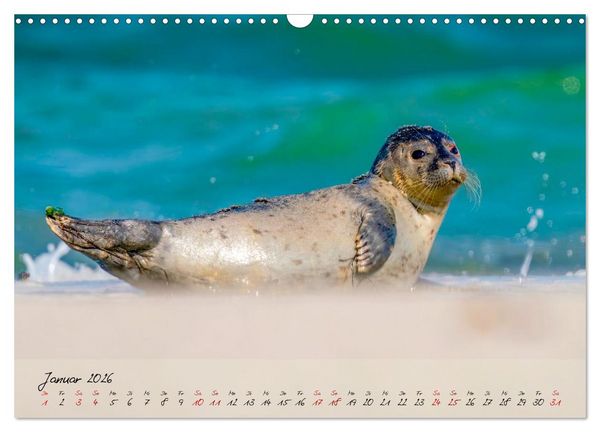 Produktbild: Brut- und Setzzeit. Neues Leben entsteht. (Wandkalender 2026 DIN A3 quer), CALVENDO Monatskalender