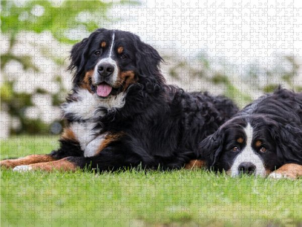 Produktbild: CALVENDO Puzzle Berner Sennenhunde im Fr&uuml;hling 1000 Teile Lege-Gr&ouml;&szlig;e 64 x 48 cm Foto-Puzzle Bild von Annett Mirsberger