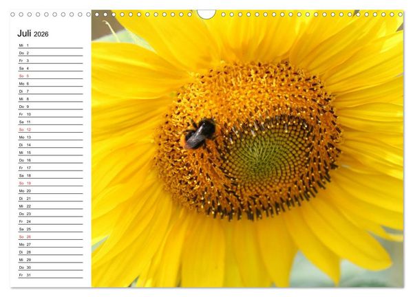 Produktbild: Sonnenblumen Impressionen (Wandkalender 2026 DIN A3 quer), CALVENDO Monatskalender