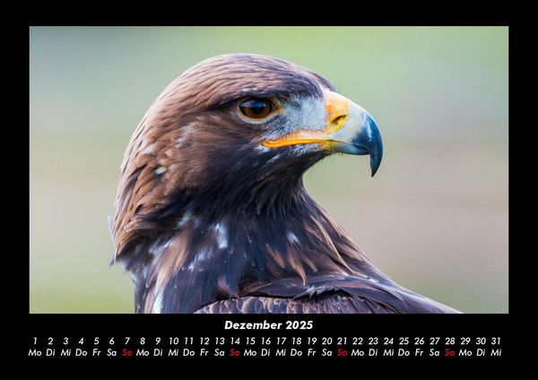 Produktbild: Adler 2025 Fotokalender DIN A3