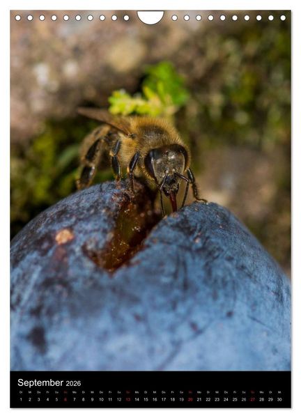 Produktbild: Bienenkalender (Wandkalender 2026 DIN A4 hoch), CALVENDO Monatskalender