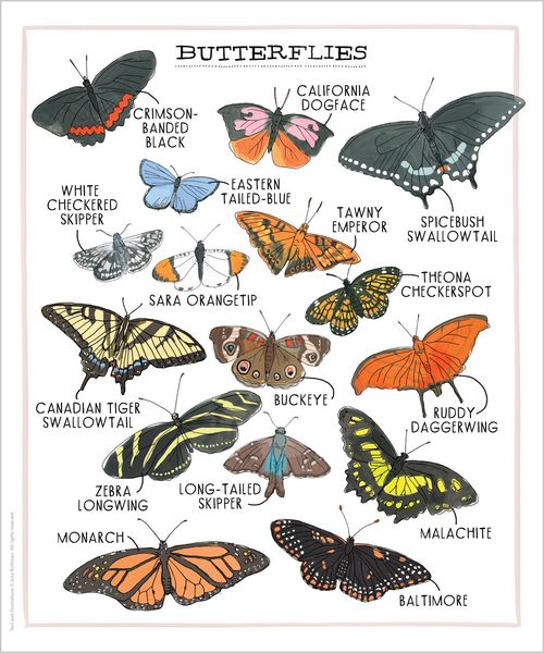 Produktbild: Nature Anatomy Posters