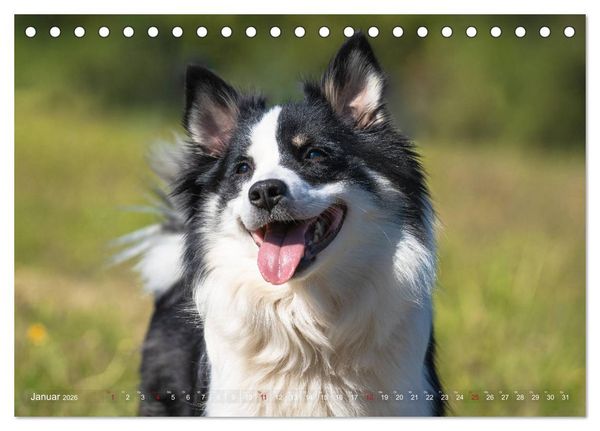 Produktbild: Islandhunde im Portrait (Tischkalender 2026 DIN A5 quer), CALVENDO Monatskalender