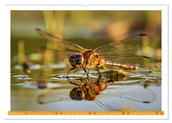 Produktbild: Prachtlibellen am Teich (Wandkalender 2027 DIN A2 quer), CALVENDO Monatskalender