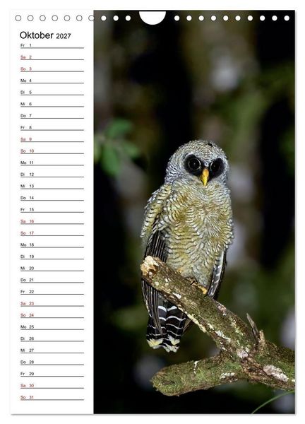 Produktbild: Costa Rica - Magische Tiere des Regenwaldes (Wandkalender 2027 DIN A4 hoch), CALVENDO Monatskalender