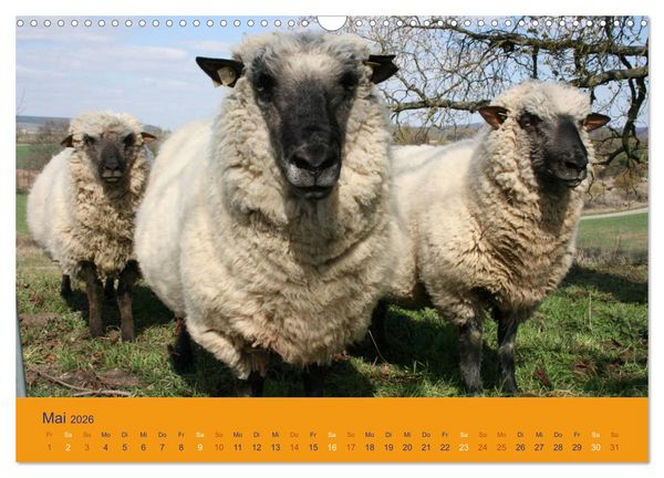Produktbild: Shropshire Schafe (Wandkalender 2026 DIN A3 quer), CALVENDO Monatskalender