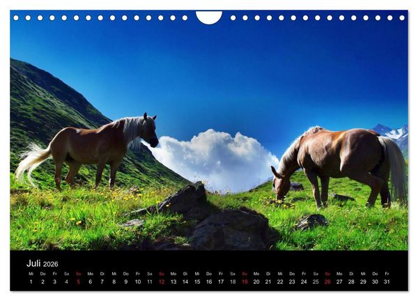 Produktbild: Faszination Pferde (Wandkalender 2026 DIN A4 quer), CALVENDO Monatskalender