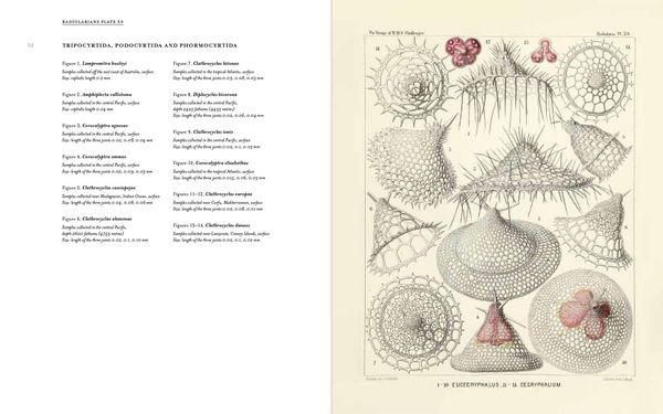 Produktbild: Art Forms from the Abyss