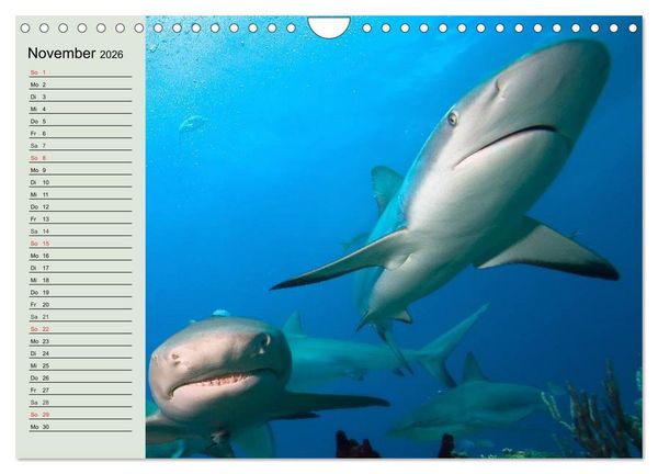 Produktbild: Leben in den Weltmeeren. Delfine, Wale und Haie (Wandkalender 2026 DIN A4 quer), CALVENDO Monatskalender