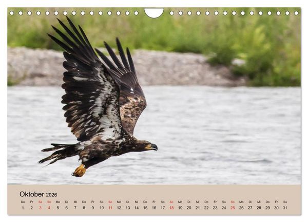 Produktbild: Der Steinadler. Majest&auml;tischer Greifvogel (Wandkalender 2026 DIN A4 quer), CALVENDO Monatskalender