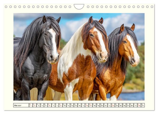 Produktbild: Irlands Pferde. Irish Tinker zwischen Weiden, Wasser und Wald (Wandkalender 2027 DIN A4 quer), CALVENDO Monatskalender