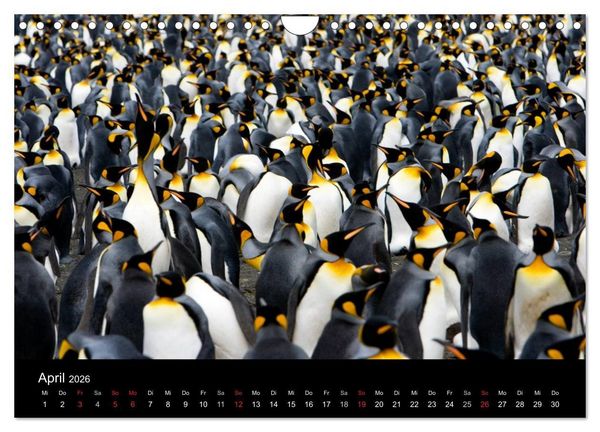 Produktbild: Antarktis 68&deg; S&uuml;d (Wandkalender 2026 DIN A4 quer), CALVENDO Monatskalender