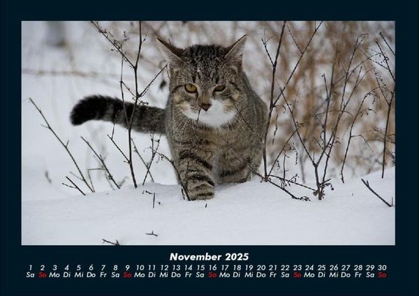 Produktbild: F&uuml;r Katzenfreunde 2025 Fotokalender DIN A4