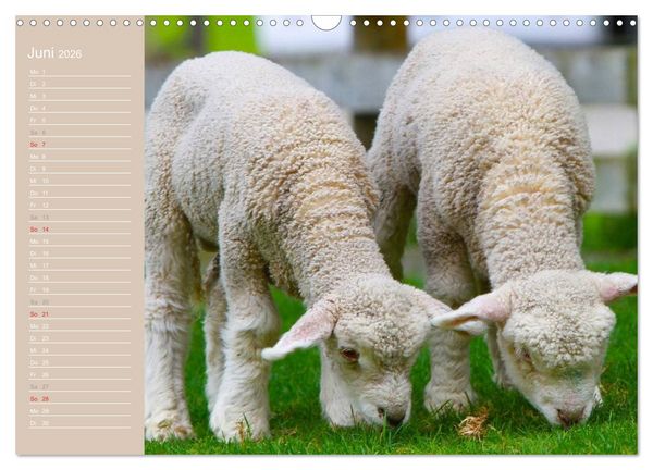 Produktbild: Schafe / Geburtstagskalender (Wandkalender 2026 DIN A3 quer), CALVENDO Monatskalender