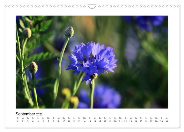 Produktbild: Kornblumen - Blaue Sch&ouml;nheiten (Wandkalender 2026 DIN A3 quer), CALVENDO Monatskalender