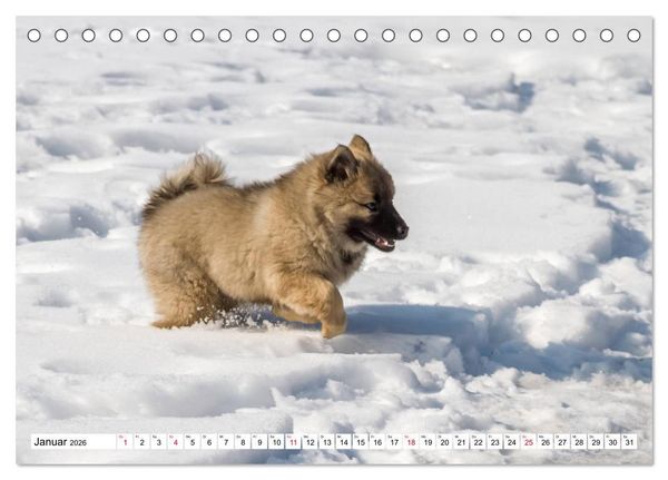 Produktbild: Eurasier, der Hund im Wolfspelz (Tischkalender 2026 DIN A5 quer), CALVENDO Monatskalender