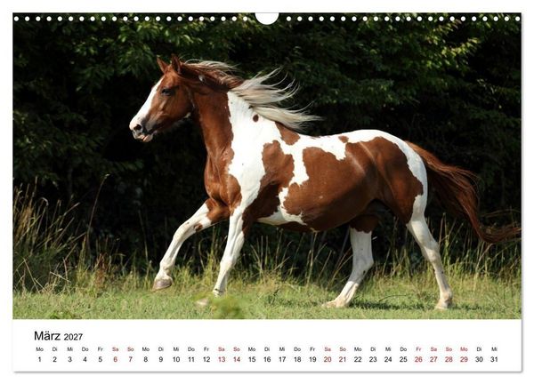 Produktbild: Pferde - im Galopp durch's Jahr 2027 (Wandkalender 2027 DIN A3 quer), CALVENDO Monatskalender