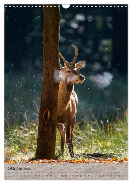 Produktbild: Emotionale Momente: Hirschbrunft (Wandkalender 2026 DIN A3 hoch), CALVENDO Monatskalender