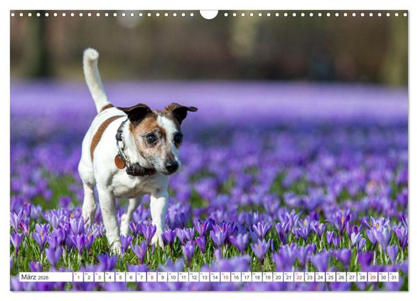 Produktbild: Jack Russell - Klein, aber oho! (Wandkalender 2026 DIN A3 quer), CALVENDO Monatskalender