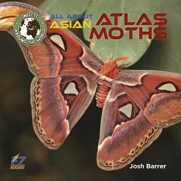 Produktbild: All about Asian Atlas Moths
