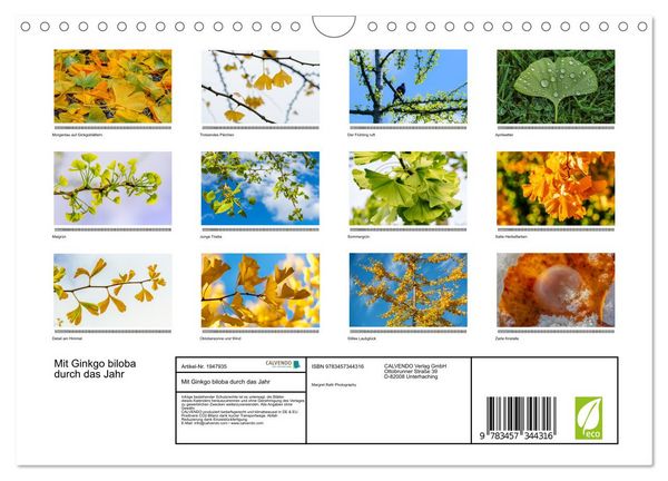 Produktbild: Mit Ginkgo biloba durch das Jahr (Wandkalender 2026 DIN A4 quer), CALVENDO Monatskalender