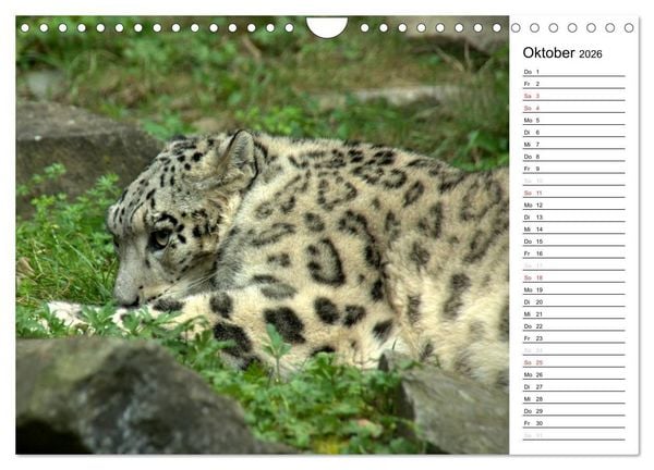 Produktbild: Der Schneeleopard (Wandkalender 2026 DIN A4 quer), CALVENDO Monatskalender