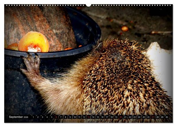 Produktbild: Meine Igel (Wandkalender 2026 DIN A2 quer), CALVENDO Monatskalender