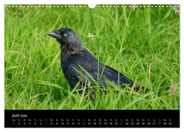 Produktbild: Das Leben der Rabenv&ouml;gel (Wandkalender 2026 DIN A3 quer), CALVENDO Monatskalender