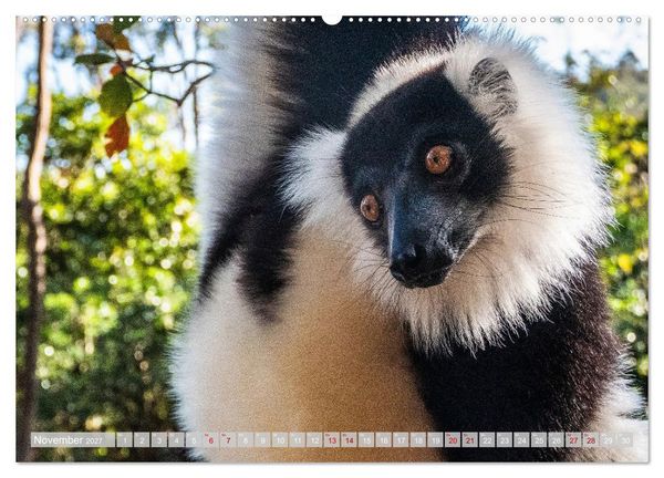 Produktbild: Wildnis Madagaskar (Wandkalender 2027 DIN A2 quer), CALVENDO Monatskalender