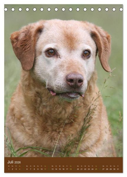 Produktbild: Chesapeake Bay Retriever 2026 (Tischkalender 2026 DIN A5 hoch), CALVENDO Monatskalender