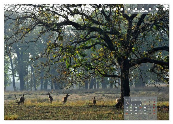 Produktbild: Wilde Tiere Indiens (Tischkalender 2026 DIN A5 quer), CALVENDO Monatskalender