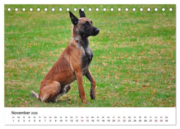 Produktbild: Malinois - Wahnsinn auf vier Pfoten (Tischkalender 2026 DIN A5 quer), CALVENDO Monatskalender