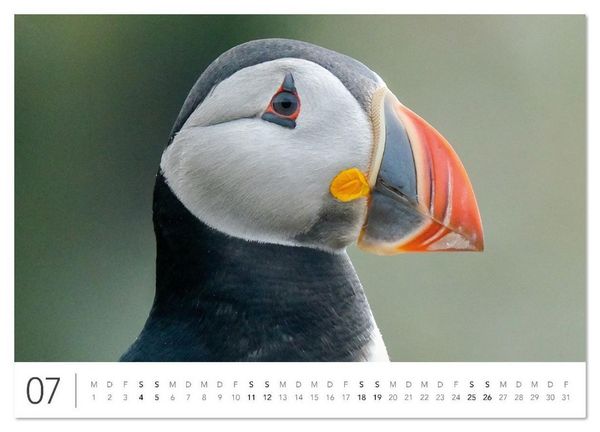 Produktbild: Magisches Island (Wandkalender 2026 DIN A4 quer), CALVENDO Monatskalender