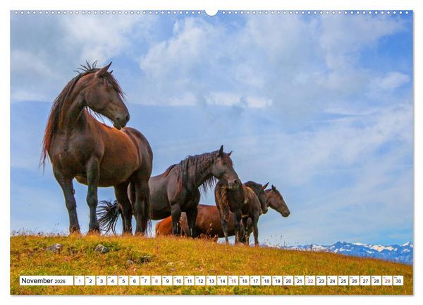 Produktbild: Pinzgauer Spaziergang (hochwertiger Premium Wandkalender 2026 DIN A2 quer), Kunstdruck in Hochglanz