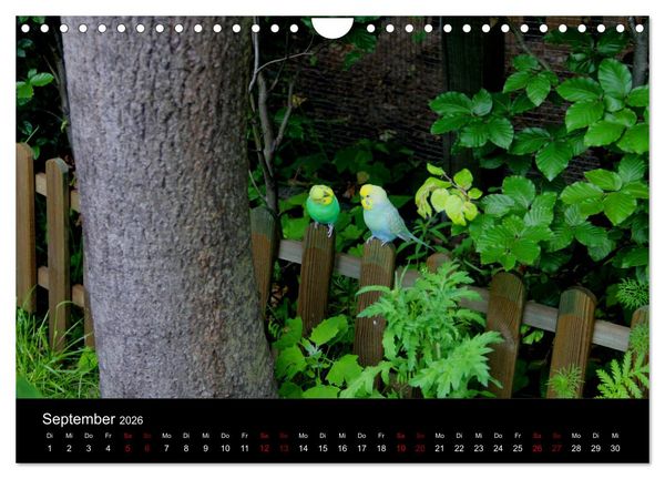 Produktbild: Wellensittichtr&auml;ume - Der neue Wellensittich-Naturkalender (Wandkalender 2026 DIN A4 quer), CALVENDO Monatskalender