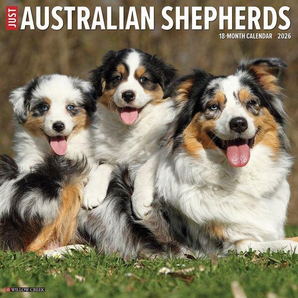 Produktbild: Australian Shepherds 2026 Wall Calendar