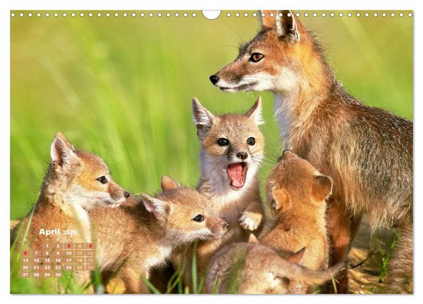 Produktbild: Der Fuchs: Kluger J&auml;ger (Wandkalender 2026 DIN A3 quer), CALVENDO Monatskalender