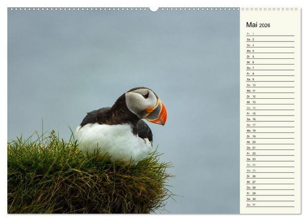 Produktbild: Die Papageientaucher von Island (hochwertiger Premium Wandkalender 2026 DIN A2 quer), Kunstdruck in Hochglanz
